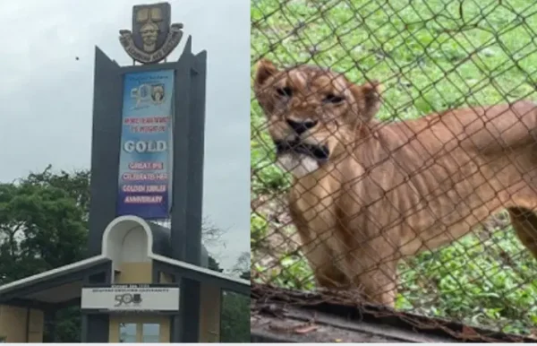 OAU LION INCIDENT