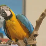 LAZY PAROT