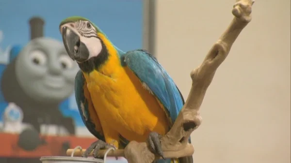 LAZY PAROT