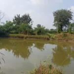 Photo illustration of a village pond